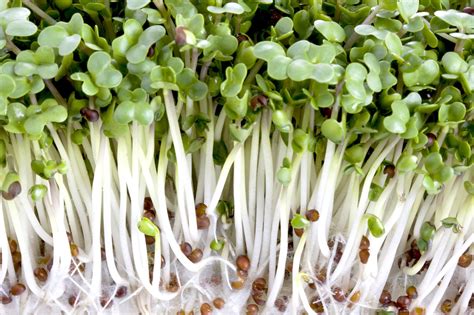 sprout intellicare|Sprout .